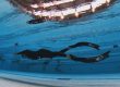 pool freediving training