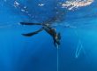 breathe-up freediving