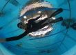 freediving dynamic